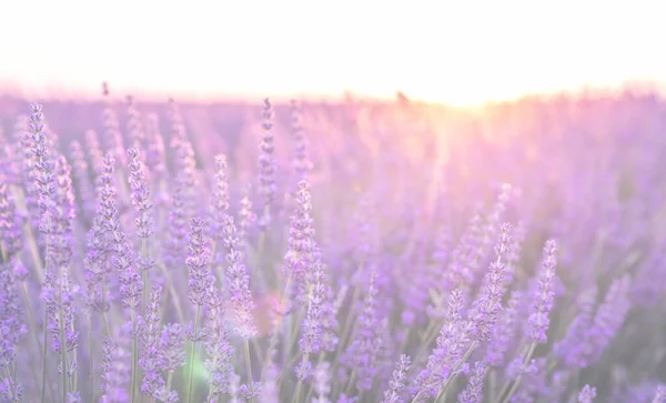 花の庭でラベンダーの花に選択的な焦点 太陽の光で照らされたラベンダーの花 Valensoleラベンダー畑 プロバンス フランス — ストック写真