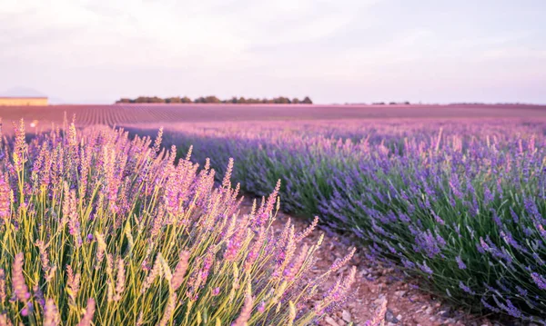 Coucher Soleil Sur Champ Lavande Violette Provence France — Photo