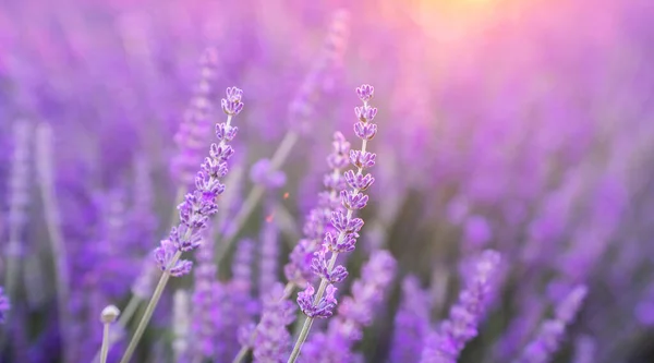 Schöne Blühende Lavendel Nahaufnahme Hintergrund Sanften Violetten Farbe Mit Selektivem — Stockfoto