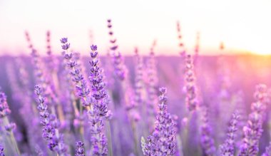 Provence, Fransa 'da menekşe lavanta tarlasında gün batımı.