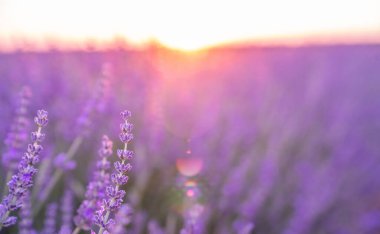 Yumuşak menekşe renginde, özenle seçilmiş odak noktası olan güzel açan lavanta kaplama arkaplanı, metniniz için kopyalama alanı. Valensole lavanta tarlaları, Provence, Fransa