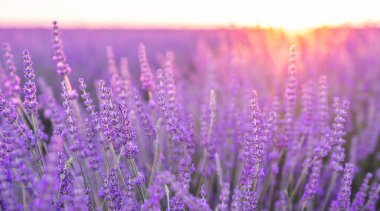 Çiçek bahçesindeki lavanta çiçeğine odaklan. Lavanta çiçekleri güneş ışığıyla aydınlatılır. Valensole lavanta tarlaları, Provence, Fransa.