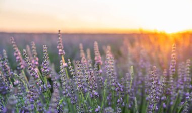 Gün batımında lavanta çalıları kapanır. Mor lavanta çiçeklerinin üzerinde gün batımı ışıldıyor. Güneşin altında çalılıklar. Fransa 'nın Kaynak Bölgesi.
