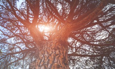 Güneşin büyük bir ağaç tacının içinden parladığı ve güzel güneş ışınları saçtığı bir ormanda büyülü bir ruh hali. Büyük yaşlı ağaç..