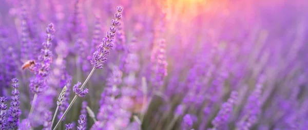 Sonnenuntergang Über Einem Violetten Lavendelfeld Der Provence Frankreich — Stockfoto