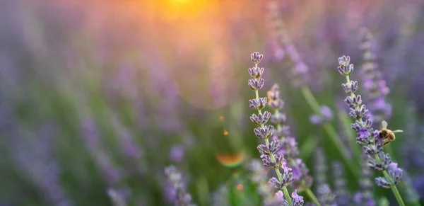 日没にラベンダーの茂みが閉じます ラベンダーの紫色の花に沈む夕日 太陽の光で茂み フランスのプロバンス地方 — ストック写真