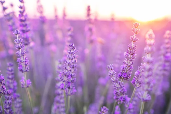 Lavendelfelder Valensole Provence Frankreich — Stockfoto