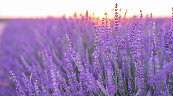 Schöne Blühende Lavendel Nahaufnahme Hintergrund Zartem Violett Mit Selektivem Fokus — Stockfoto
