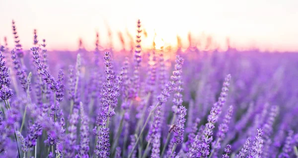Sonnenuntergang Über Einem Violetten Lavendelfeld Valensole Lavendelfelder Provence Frankreich — Stockfoto
