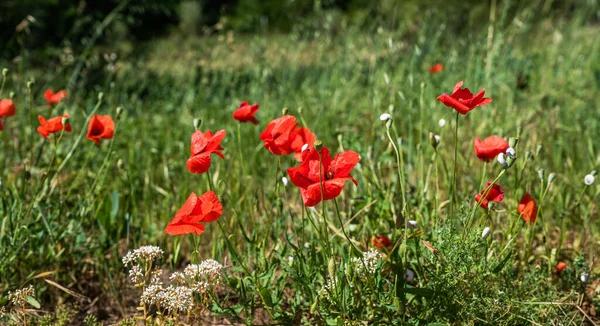 Hermosas Amapolas Rojas Hierba Verde Floración Amapola Campo Verde Fondo — Foto de Stock