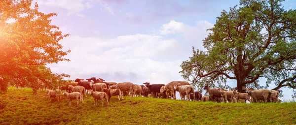 Flock Sheep Mountains Sunset Farmhouse Mountains Herd Sheep Grazing Hill — Stock Photo, Image