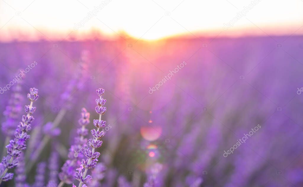 Beautiful blossoming lavender closeup background in soft violet color with selective focus, copy space for your text. Valensole lavender fields, Provence, France