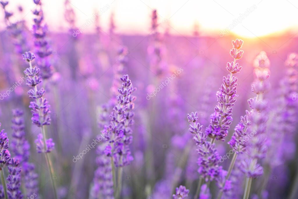 Valensole lavender fields, Provence, France.
