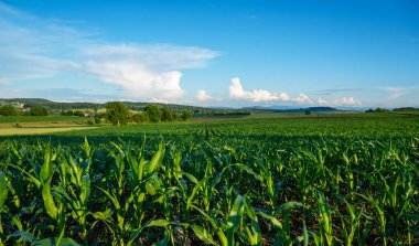 Tepelerde yeşil mısır tarlaları olan tarım arazisi. Sanat kırsal alan. Tarla ve yeşil çimenler. Parlak güneşli bir günde kırsal kesimde. Doğadaki renk. Dünya 'nın güzelliği.