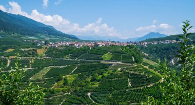 Panoramic view of the Val di Non at summer season. Scenic view of vineyards and apple tree garden in Trentino-Alto Adige region of South Tyrol, Italy. Beautiful small Alpine village on a background. clipart
