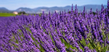 Panorama sahası lavanta rengi yaz arkaplanı. Yüzeyin derinliği. Fransa 'ya git. Koyu mavi gökyüzü. Güney Fransa manzarası için harika bir manzara. Gordes, Vaucluse, Provence, Fransa, Avrupa.