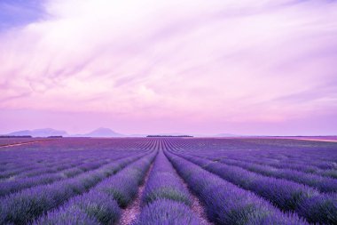 Lavanta tarlası günbatımı ve çizgiler. Gün batımında Fransız lavanta tarlası. Valensole yakınlarındaki lavanta tarlası yaz günbatımı manzarası. Provence, Fransa.