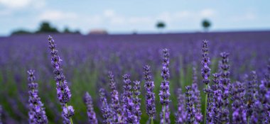Çiçek tarlasındaki lavanta çiçeklerine odaklan. Yaz sabahı arka planı bulanık. Bahar lavantası arka planı. Çiçek arkaplanı. Yüzeyin derinliği. Provence, Valensole Platosu, Fransa.
