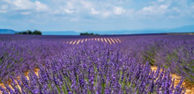 Dağların arka planında gün ışığında renkli lavanta tarlaları. Valensole yakınlarındaki muhteşem manzara. Provence, Fransa.
