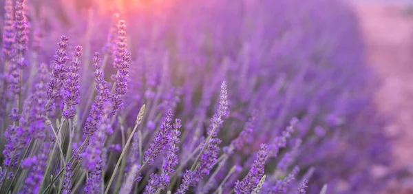 Schöne Blühende Lavendel Nahaufnahme Hintergrund Zartem Violett Mit Selektivem Fokus — Stockfoto