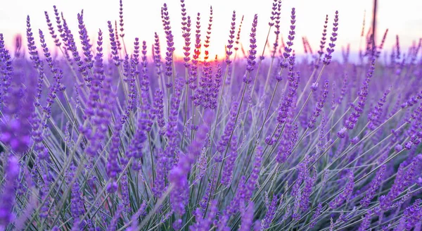 パノラマフィールドラベンダーの朝の夏の背景をぼかす 春のラベンダーの背景 花の背景 飛行場の深さだ Valensoleラベンダー畑 プロバンス フランス — ストック写真