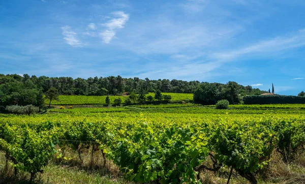 Naturskön Utsikt Över Vingårdarna Södra Cotes Rhone Villages Landskap Landet — Stockfoto