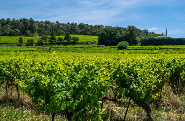 Naturskön Utsikt Över Vingårdarna Södra Cotes Rhone Villages Landskap Landet — Stockfoto