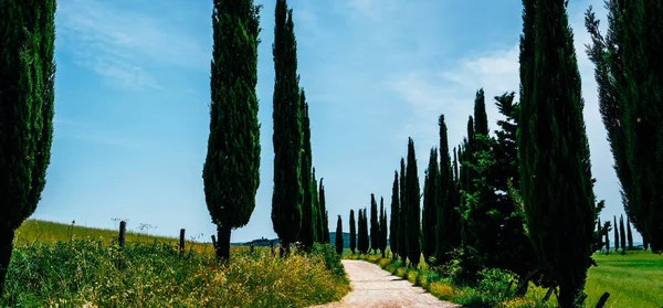 Campagne Traditionnelle Paysages Belle Toscane Champs Couleurs Dorées Cyprès Vacances — Photo