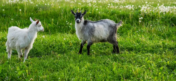 农场里的黑白山羊 山羊站在青草中间 春天里阳光灿烂 — 图库照片
