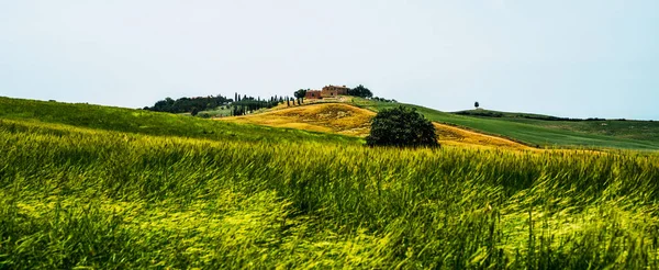 Paisajes Paisajes Tradicionales Hermosa Toscana Campos Colores Dorados Cipreses Vacaciones —  Fotos de Stock