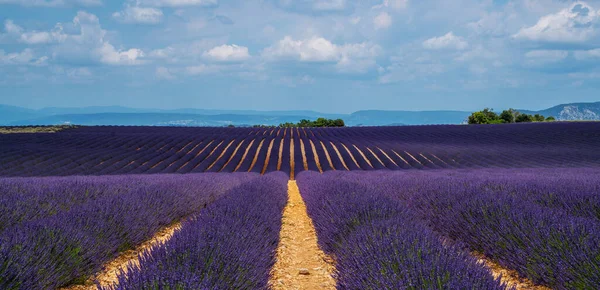 Lavendelveld Zonlicht Provence Plateau Valensole Mooi Beeld Van Lavendelveld Rijen — Stockfoto