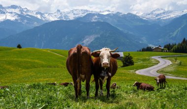Kahverengi dağ inekleri yazın Bernese Alpleri 'nde bir çayırda otluyor. Grindelwald, İsviçre. Arka planda yeşil bir çayır ve bazı yüksek dağlar var..