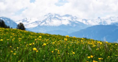 Çiçekli çayır ve dağlı bahar manzarası. Bahar mevsiminde güneşli bir günde yemyeşil çayırlar açan Alpler 'in panoramik manzarası..
