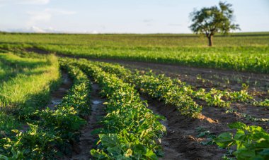 Patates tarlaları olan tarım arazisi. Sebze sıraları. Tarımsal arazi manzarası. Fransa 'nın doğusunda Mulhouse yakınlarında açık güneşli bir günde kırsal kesimde..