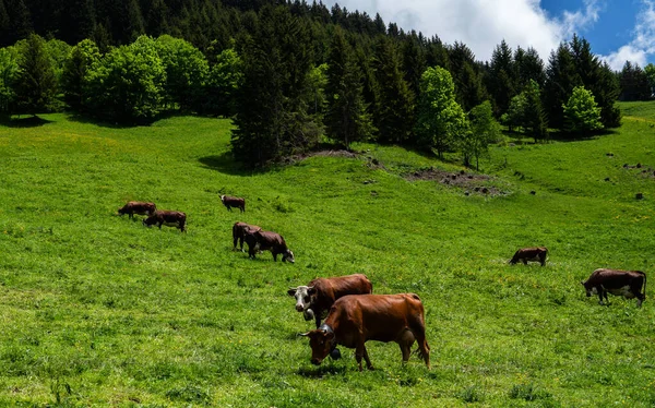 Vacas Montaña Pardas Pastando Pasto Alpino Los Alpes Berneses Verano —  Fotos de Stock