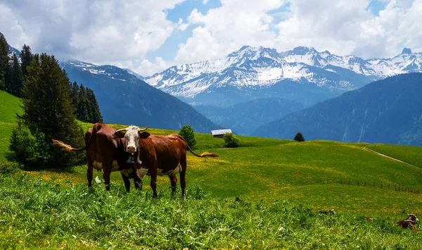 Barna Hegyi Tehenek Legelnek Egy Alpesi Legelőn Bernese Alpokban Nyáron — Stock Fotó