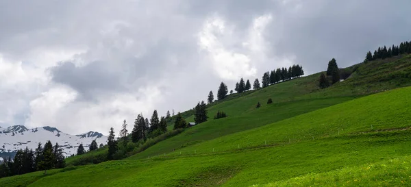 花の牧草地や山と春の風景 春の晴れた日には新緑の草原が咲き乱れるアルプスの牧歌的な山の景色 — ストック写真