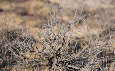 Kurumuş, dikenli dalları olan dikenli çöl çalıları ve çorak, kumlu bir zemin, sert, kurak ortamı ve aşırı koşullarda yerli bitki örtüsünün dayanıklılığını vurguluyor..