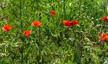 Parlak kırmızı gelincikler ve çeşitli kır çiçekleri İspanyol kırsalında yemyeşil bir çayırda canlı bir şekilde çiçek açarlar. Çeşit çeşit bitki örtüsü uzun otlar ve güneş ışığıyla çevrilidir..