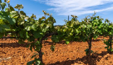 Üzüm bağındaki yemyeşil üzümlerin yakın plan görüntüsü, zengin, kırmızı toprak ve arka planda ince bulutlar olan mavi bir gökyüzü. Üzüm bağı İspanya 'dadır..