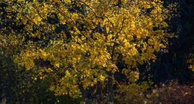 Aydınlatılmış sarı akçaağaç yaprakları, kıtır sonbahar ışığında gölgeli bir ormanın arka planında duruyor..