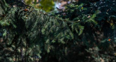 Sakin bir orman manzarası, yoğun, yeşil köknar iğnelerinden oluşan bir dalı vurguluyor kısmen güneş ışığıyla aydınlatılıyor, sonbahar yapraklarının ince ipuçları ve arka planda yumuşak bir orman bataklığı var.