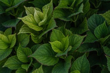 Canlı yeşil ortanca yapraklarının yakın çekimi hassas damar ve tırtıklı kenarları ile verimli ve dokulu doğal bir desen oluşturur. Yaprak gölgelerindeki ince varyasyonlar derinlik ve görsel ilgi ekler.