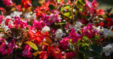 Canlı kırmızı, pembe ve beyaz begonya çiçekleri yemyeşil yapraklarla çiçeklenir, güneş ışığıyla yıkanır, bahçe düzeninde renkli bir çiçek aranjmanı oluşturur.