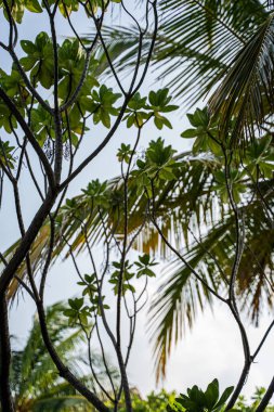 Sarmaş dolaş dalları ve parlak bir gökyüzüne karşı canlı yeşil yaprakları olan tropikal yapraklar verimli bir orman atmosferini yakalıyor. Palmiye yaprakları ve egzotik bitki yaşamı katmanlı, yeşil bir gölgelik oluşturur..