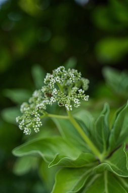 Yumuşak odaklı arka plan ile yakalanan yemyeşil bir bitki üzerinde açan küçük beyaz tropikal çiçeklerin yakın çekimi canlı ve dingin bir doğal bileşim oluşturur..