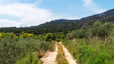 Katalonya, İspanya 'daki Serra de Montsant Dağları' nın verimli yeşilliklerinde toprak bir yol esiyor. Yoğun bitki örtüsü ve yuvarlanan tepeler manzaraya hakim..