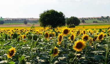 Güneşli bir günde, doğal bir arka planda güzel ayçiçekleri. Ayçiçeği tarlasında açan ayçiçeği tarımı.