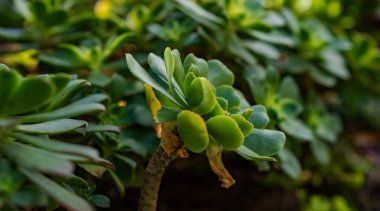 Canlı yeşil yapraklı sulu bir bitki, iyi korunmuş bir bahçede yakın planda çekilmiş. Arka plan diğer yeşilliklerin bulanık bir karışımını içeriyor, doğal ve taze bir atmosfer yaratıyor.