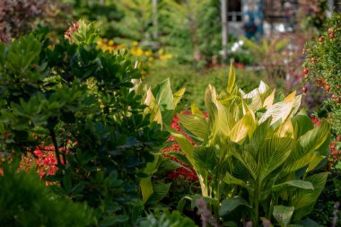 Canlı yeşil çalıların, parlak kırmızı çiçeklerin ve ılık güneş ışığı altında çeşitli sarı yaprakların bulunduğu yemyeşil bir bahçe sahnesi. Doku ve renklerin karışımı uyumlu doğal bir görüntü yaratır..